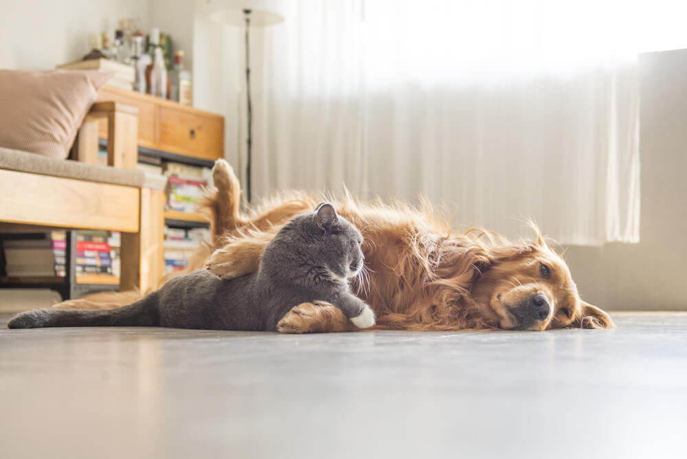 Pet owners, here's our top tips for selling your home